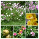 20150621_143653-collage-copy