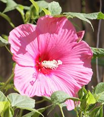 hybiscus