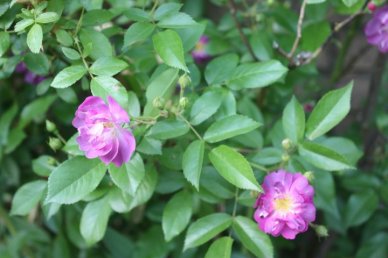 Mamas Purple blossoms
